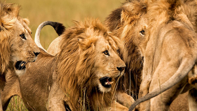 BREAKING: OAU Lion Kills Zookeeper During Feeding