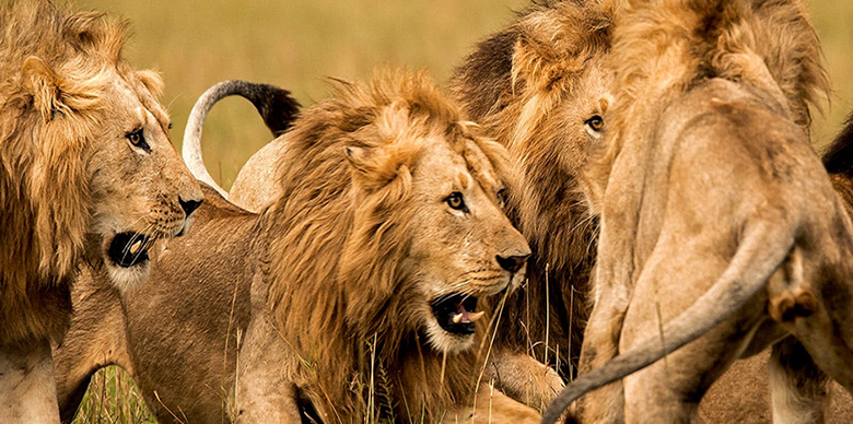 BREAKING: OAU Lion Kills Zookeeper During Feeding