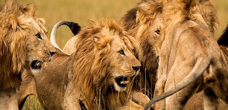 BREAKING: OAU Lion Kills Zookeeper During Feeding